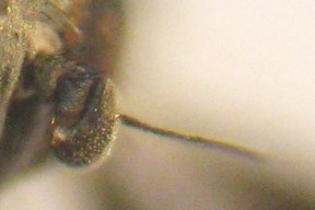 Moschina ematofaga